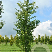 Ginkgo biloba 'Fastigiata' 16-18 cm draadkluit