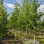 Halesia carolina 12-14 HO draadkluit