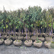 Heptacodium miconioides 200-250 cm draadkluit meerstammig