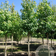 Liquidambar styraciflua 20-25 HO draadkluit