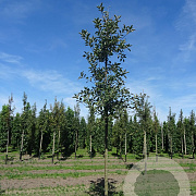 Malus d. 'Cox's Orange Pippin' 18-20 HO draadkluit