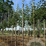 Malus domestica 'Schone van Boskoop' 16-18 cm draadkluit
