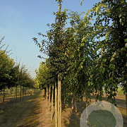 Mespilus germanica 'Bredase Reus' 14-16 HO draadkluit