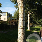 Populus canescens 'Witte van Haamstede' 18-20 HO draadkluit