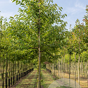 Prunus a. 'Plena' 16-18 cm draadkluit