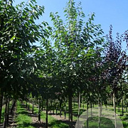 Prunus a. 'Plena' 18-20 HO draadkluit