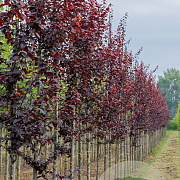 Prunus cer. 'Nigra' 14-16 HO draadkluit
