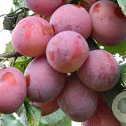 Prunus domestica 'Victoria' 18-20 HO draadkluit