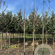 Prunus domestica 'Reine Claude d'Oullins' 14-16 HO draadkluit