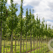 Prunus schmittii 16-18 cm draadkluit