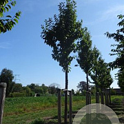 Prunus schmittii 20-25 HO draadkluit