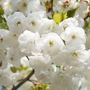 Prunus serrulata 'Shirotae' 25-30 HO draadkluit