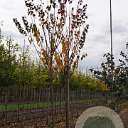 Prunus sargentii 'Rancho' 20-25 HO draadkluit