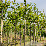 Prunus 'Umineko' 12-14 HO draadkluit