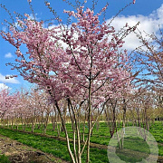 Prunus serrulata 16-18 HO draadkluit