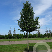 Pyrus calleryana 'Chanticleer' 20-25 HO draadkluit