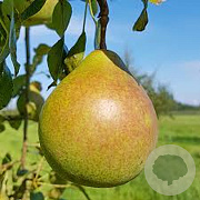 Pyrus communis 'Saint Remy' 20-25 HO draadkluit