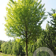 Quercus imbricaria 20-25 HO draadkluit
