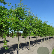 Quercus palustris 20-25 HO draadkluit