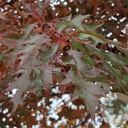 Quercus palustris 50-60 HO draadkluit