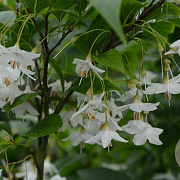 Styrax japonicus ‘June Snow’ 16-18 cm draadkluit