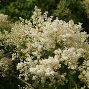 Syringa pekinensis 'China Snow' 16-18 cm draadkluit
