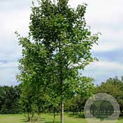Tilia heterophylla 'Prestige' 25-30 HO draadkluit