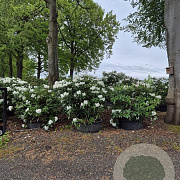 Rhododendron 'Cunningham's White' 125-150 cm cont. 100L