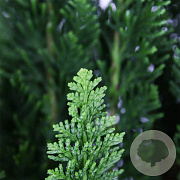 Chamaecyparis l. 'Little Spire' 30-40 cm 3,0L
