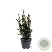Taxus media 'Groenland' 40-50 cm 3,0L