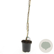 Parthenocissus quinq.engelmannii 80-100 cm C1.5 vanaf 2 tak met stok