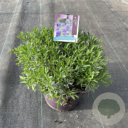 Lavandula ang. 'Hidcote' GM C5