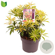 Pieris 'Forest Flame' 40-45 cm 5,0L