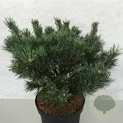 Pinus sylv. 'Watereri' 40-50 cm 10L