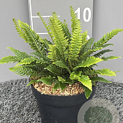 Blechnum spicant GM 2,0L