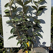 Elaeagnus ebbingei 40 cm 3,0L