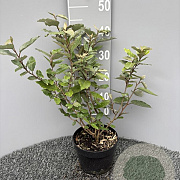 Elaeagnus ebb. 'Compacta' 40 cm 3,0L