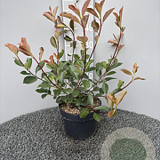 Photinia fraseri 'Red Robin' 30-40 cm 5,0L
