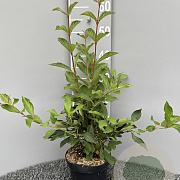 Viburnum farreri 40-60 cm 3,0L