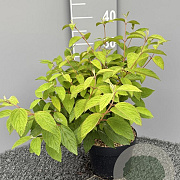 Viburnum plic. 'Mariesii' 30-35 cm 3,0L