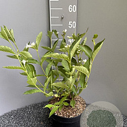 Weigela 'Bristol Snowflake' 40-60 cm 5,0L
