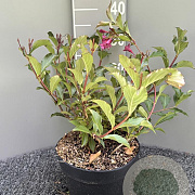 Weigela 'Rumba' 30-50 cm 5,0L