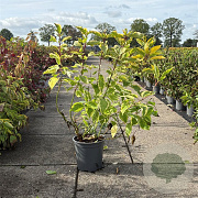 Cornus alba 'Gouchaultii' 60-80 cm 6,5L