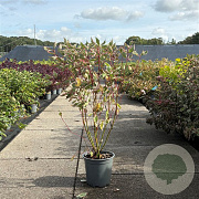 Cornus alba Miracle 60-80 cm 6,5L