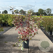 Cornus alba 'Sibirica Variegata' 60-80 cm 6,5L
