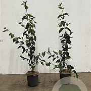 Cornus mas 60-80 cm 2,5L