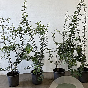 Crataegus monogyna 60-100 cm 2,5L