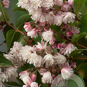 Deutzia rosea 40-60 cm wortelgoed 0/1/1 2-3 tak