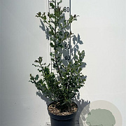 Ilex aquifolium 80-100 cm 7,5L