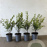 Ligustrum oval. 'Aureum' 40-60 cm 2,5L
